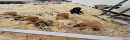 Labrador Retriever dogs for sale: 1 Male labrador pup available good health testing in Hastings - Advert 3