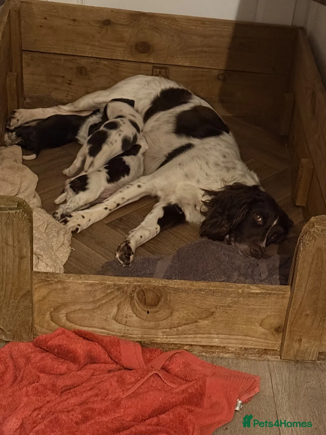 Mixed Breed dogs for sale: Sprointer puppies - Advert 25