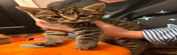 Mixed Breed cats for sale: Half Siberians  - Advert 2