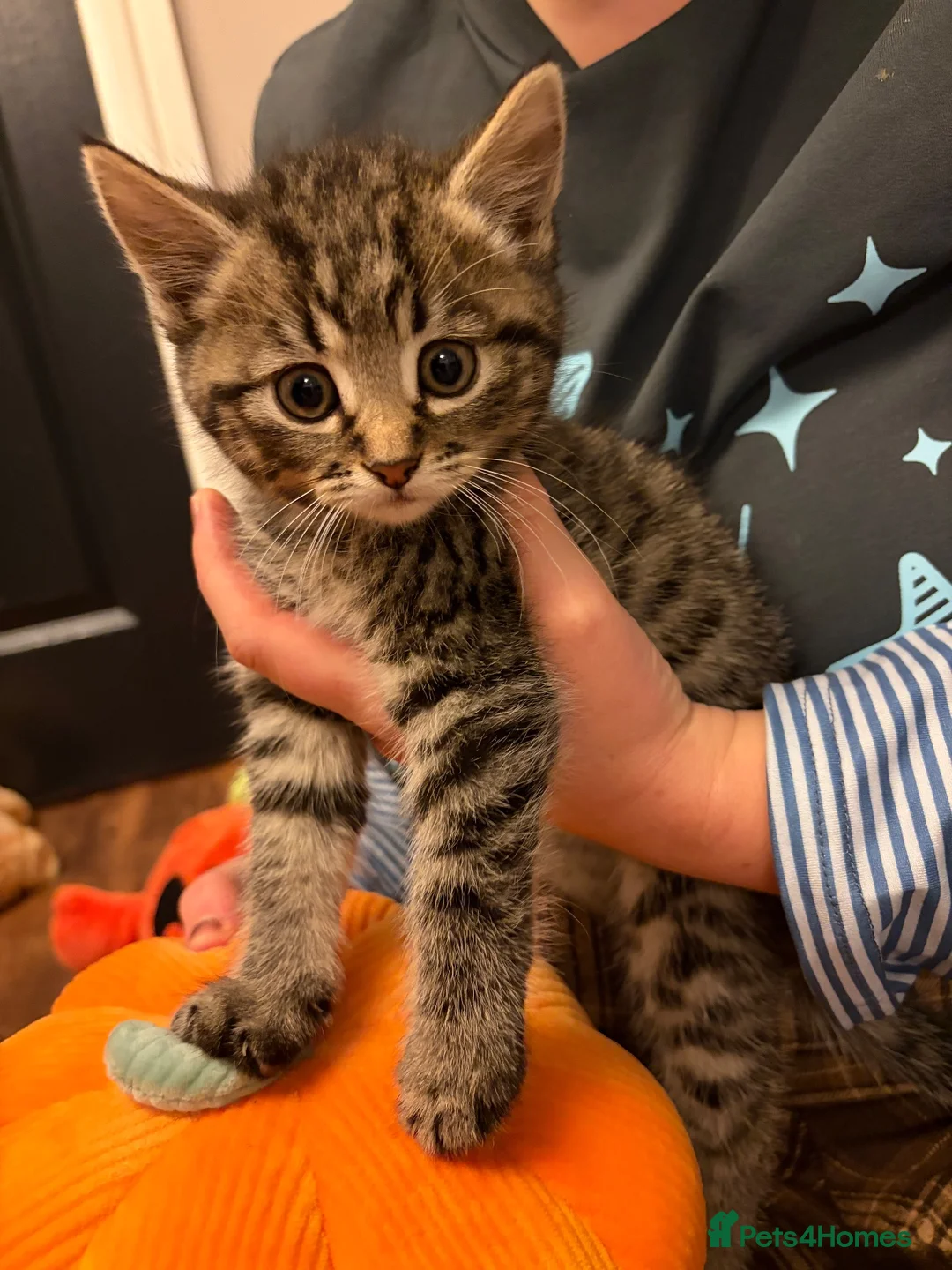 Mixed Breed cats for sale: Half Siberians  - Advert 2