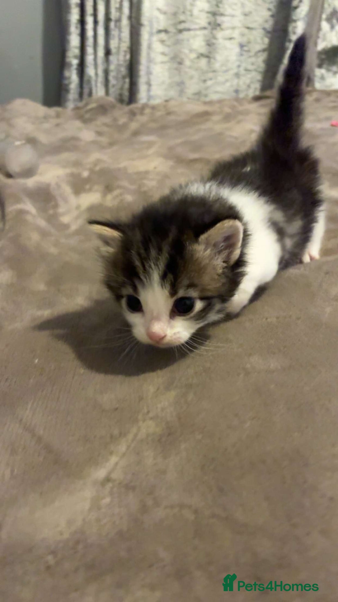 Mixed Breed cats stunning kittens 🐱⭐️ - Advert 1