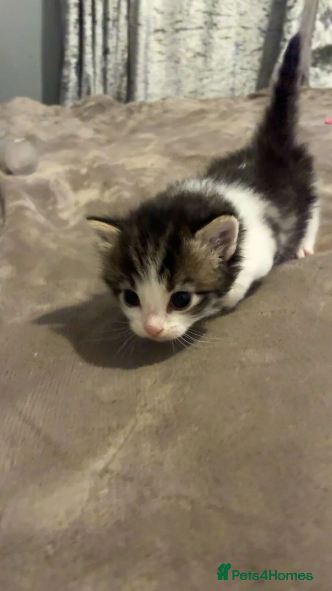 Mixed Breed cats for sale: stunning kittens 🐱⭐️ - Advert 1