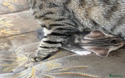 Egyptian Mau cats for sale: Egyptian mau x - Image 24