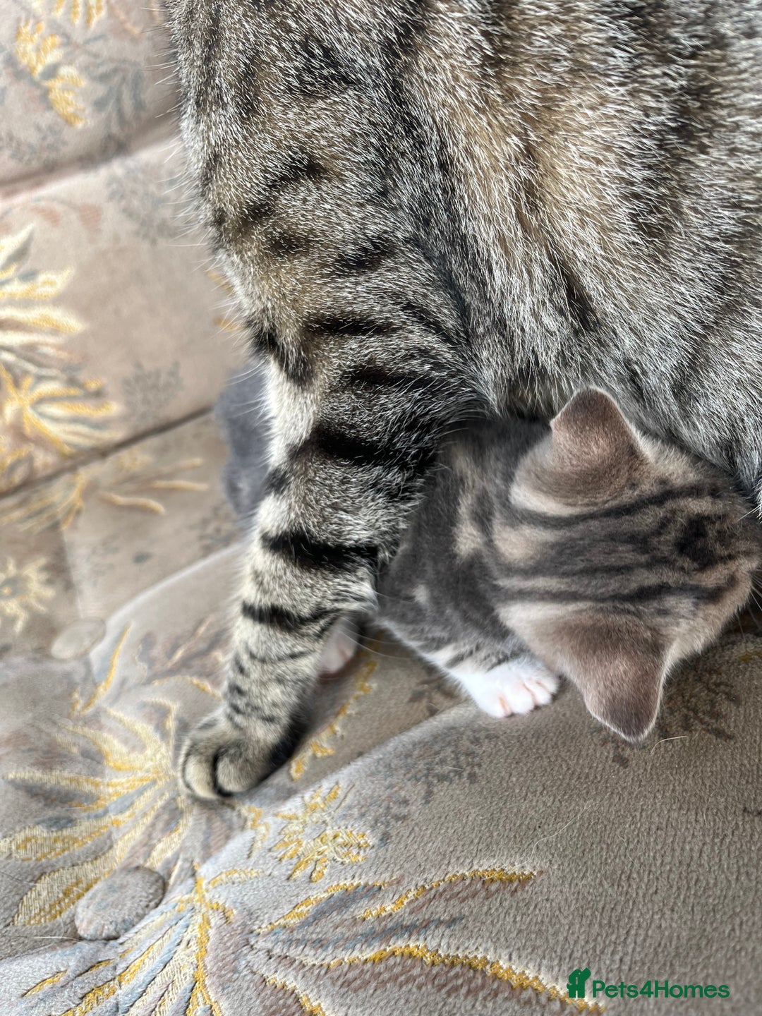 Egyptian Mau cats for sale: Egyptian mau x - Image 24