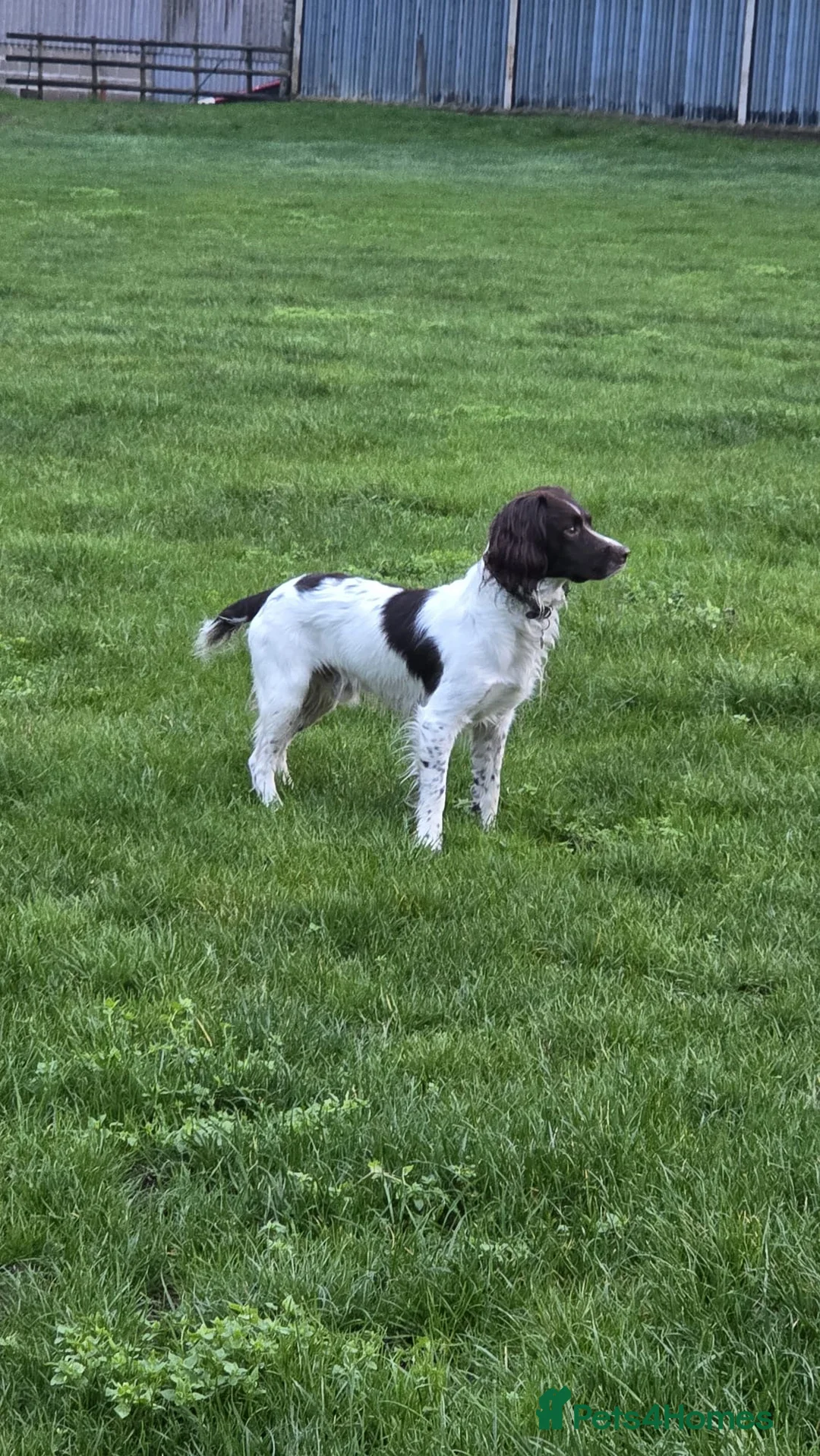 English Springer Spaniel dogs for sale: Gorgeous Working Springer Spaniel Pups! - Advert 15