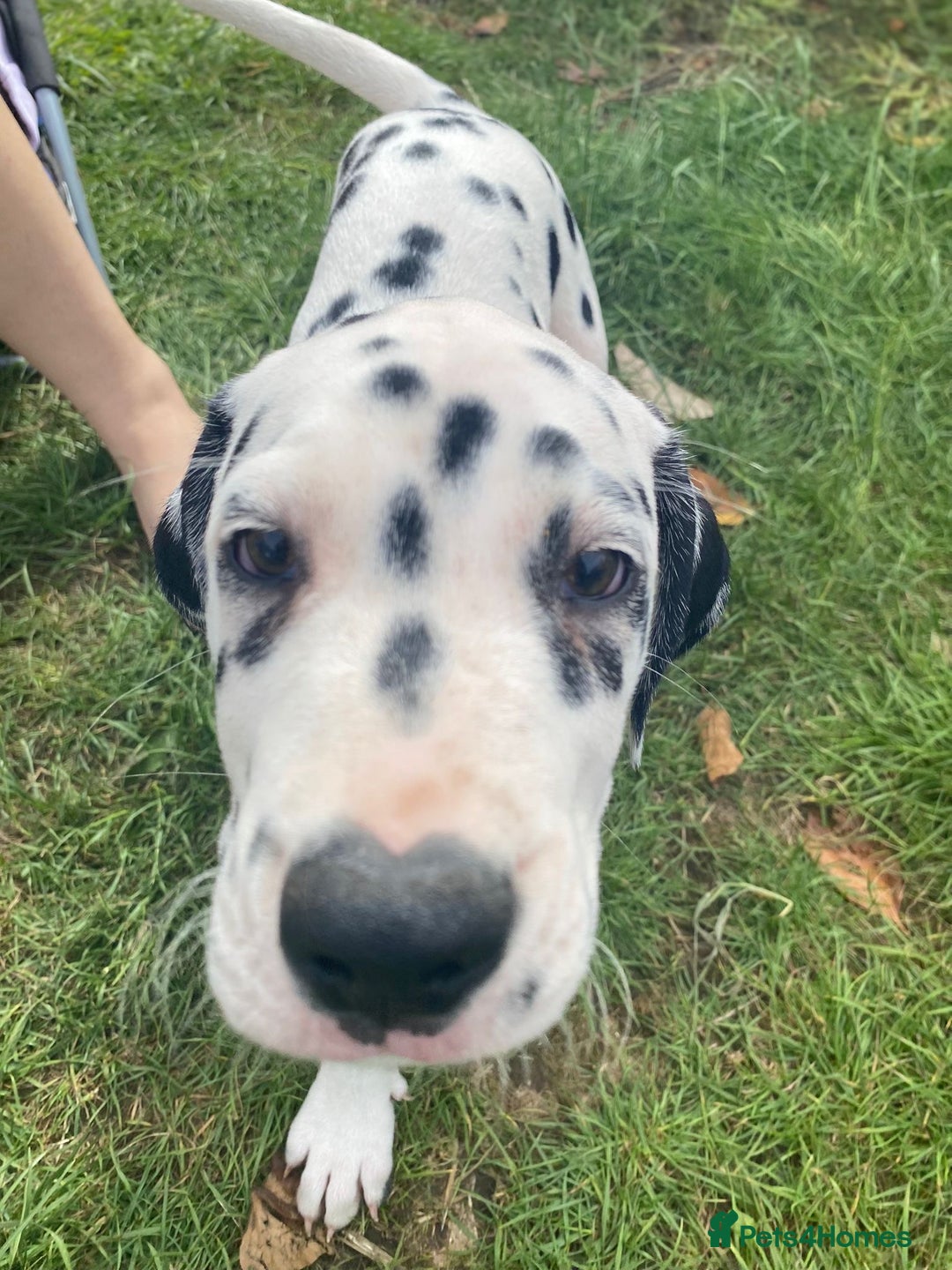 Dalmatian dogs for sale: Dalmatian Puppies (pure bred) - Image 23