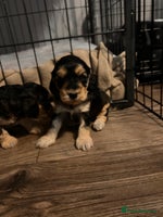 Cockapoo dogs Beautiful f1 cockapoo puppies - Advert 4