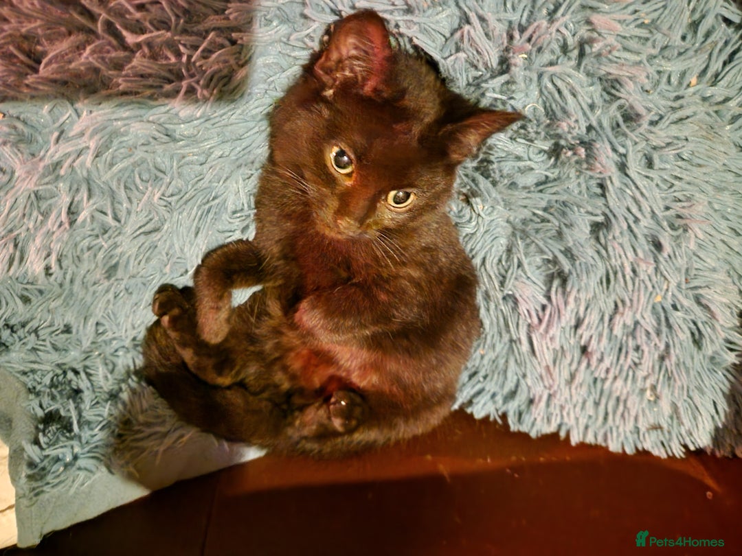 Mixed Breed cats for sale: Kittens for sale  - Advert 2