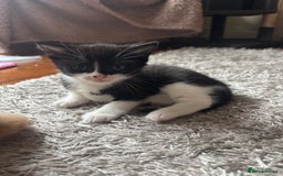 Mixed Breed cats for sale: 4 kittens for sale  - Image 4