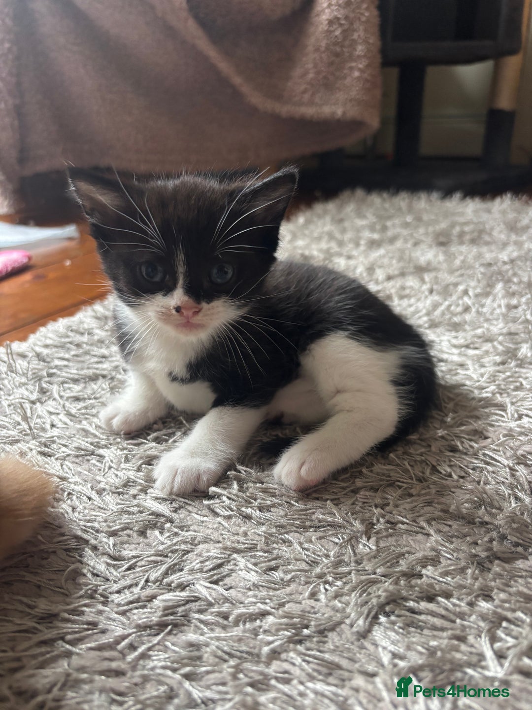 Mixed Breed cats for sale: 4 kittens for sale  - Image 4