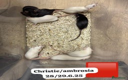Rat rodents for sale: Baby and young rats ready now. Sheffield - Image 19