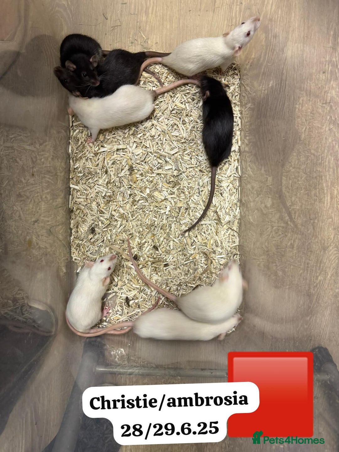 Rat rodents for sale: Baby and young rats ready now. Sheffield - Image 19