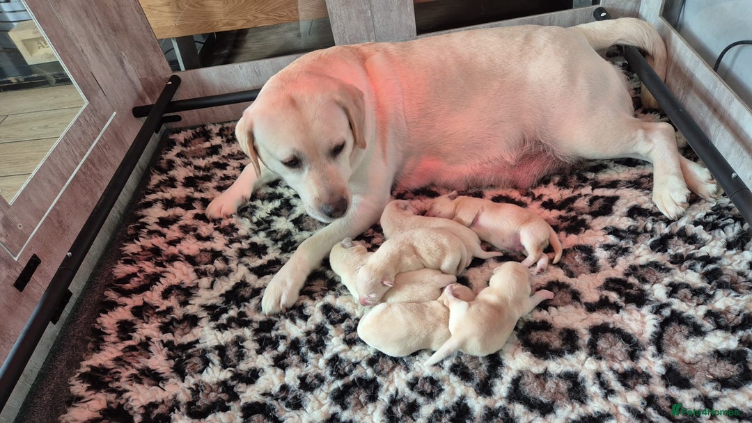 Labrador Retriever dogs for sale: Chunky Yellow puppies arrived 29th October. - Image 2