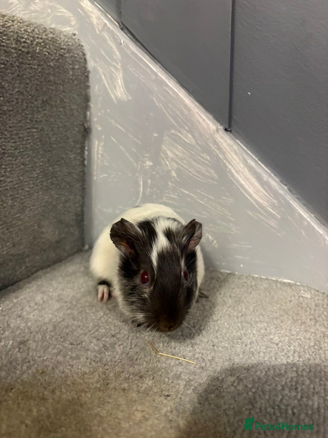 Guinea Pig rodents for sale: Baby guinea pigs  - Advert 1