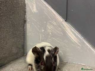 Guinea Pig rodents Baby guinea pigs - Advert 1