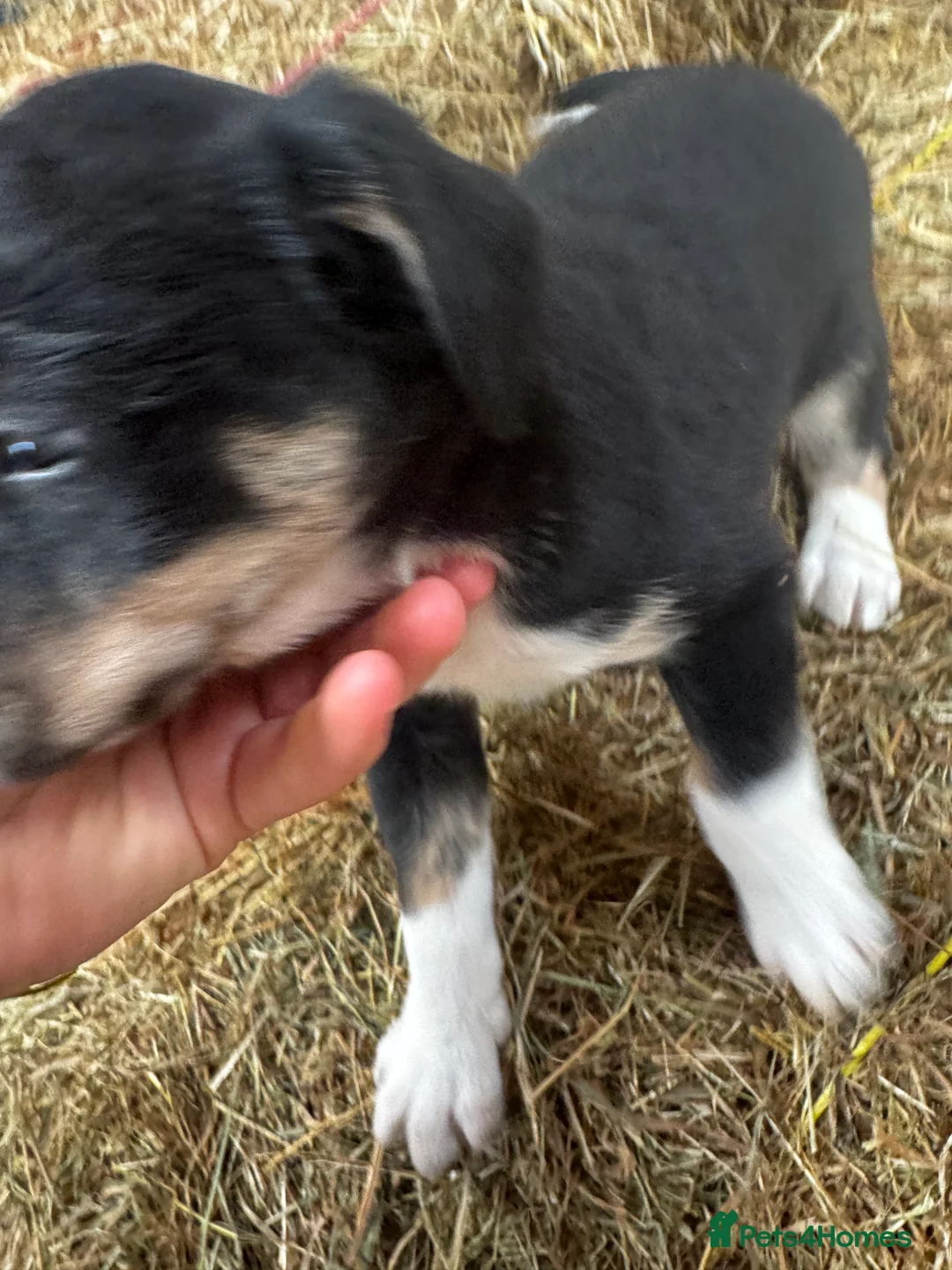 Sprollie dogs for sale: Beautiful Sprollie puppies - Advert 16