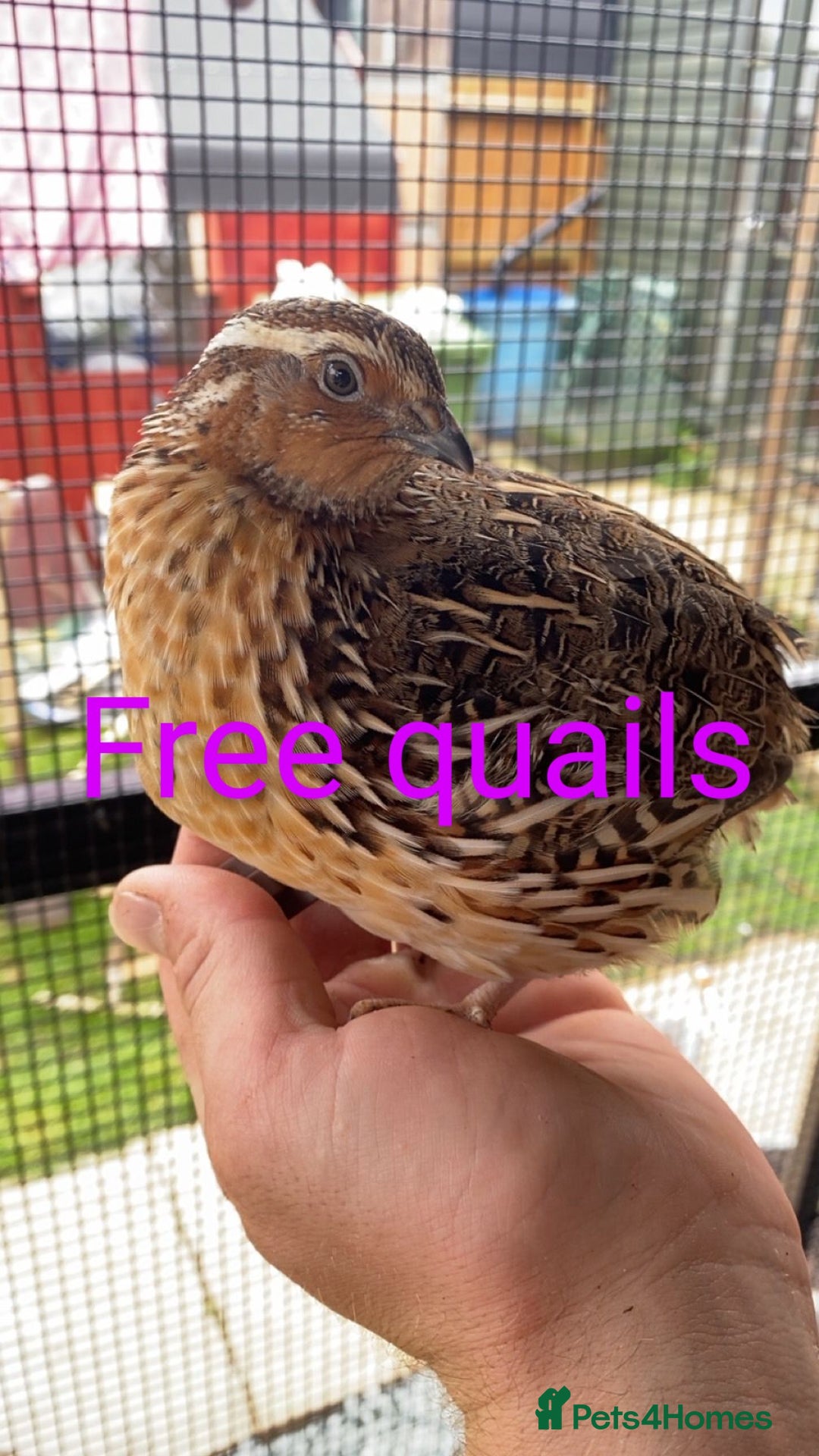 Quail poultry for sale: Quails for sale  - Image 1
