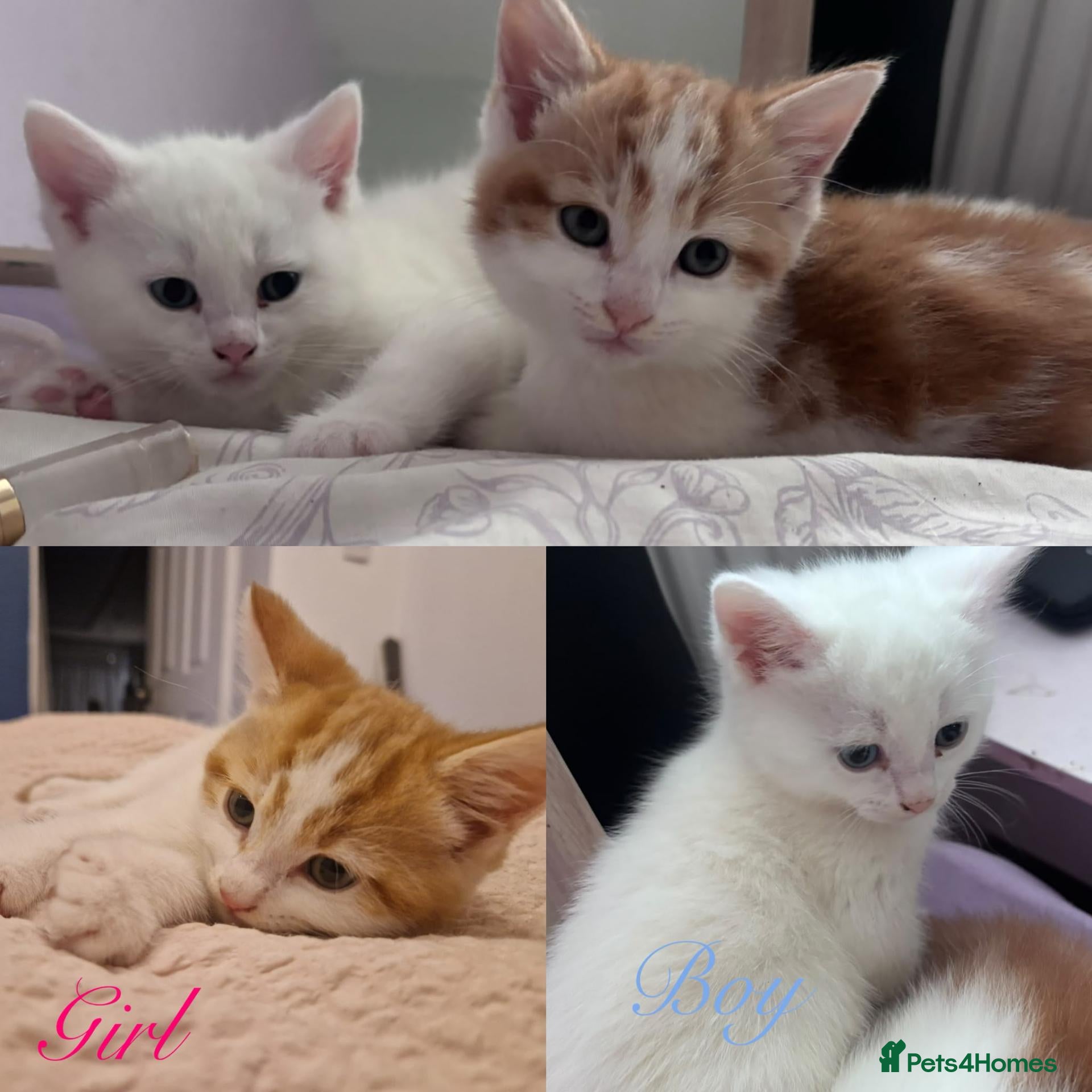 Mixed Breed cats Kittens - Advert 6