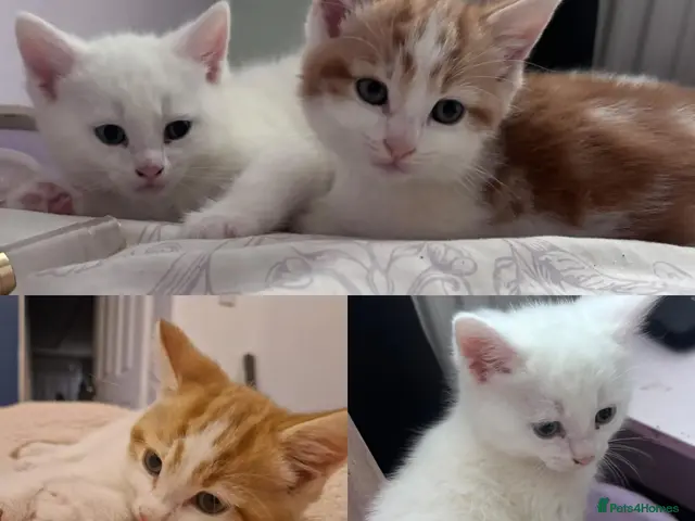 Mixed Breed cats for sale: Kittens - Advert 11