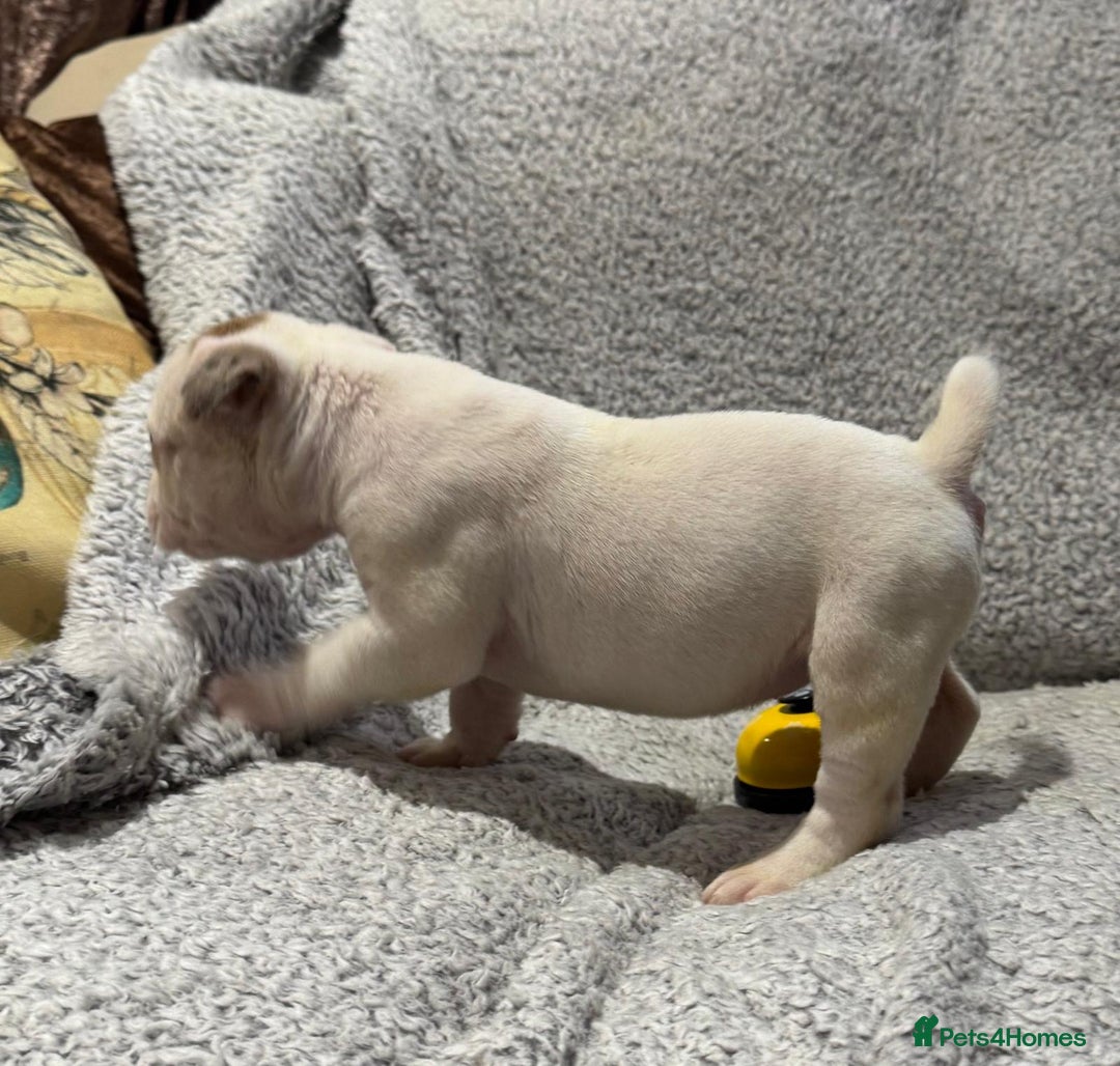 Olde English Bulldogge dogs for sale: (Reduced) Olde English Bulldogges puppies  - Advert 7