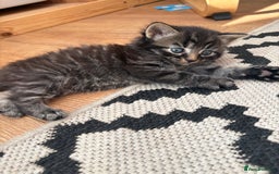 Mixed Breed cats for sale: Gorgeous, tan, black, grey Tabby Male Kitten 🐱  - Image 2