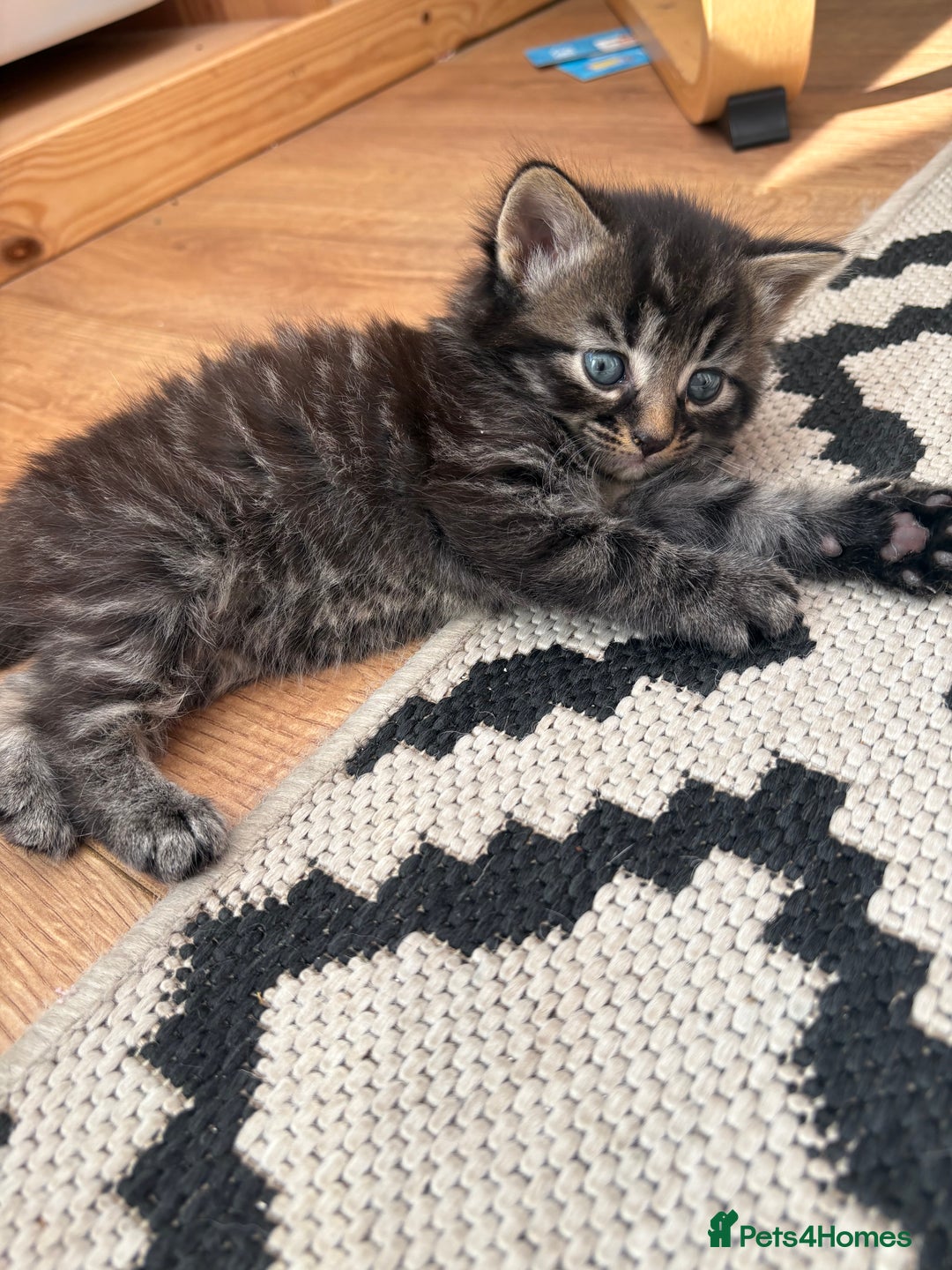 Mixed Breed cats for sale: Gorgeous, tan, black, grey Tabby Male Kitten 🐱  - Image 2