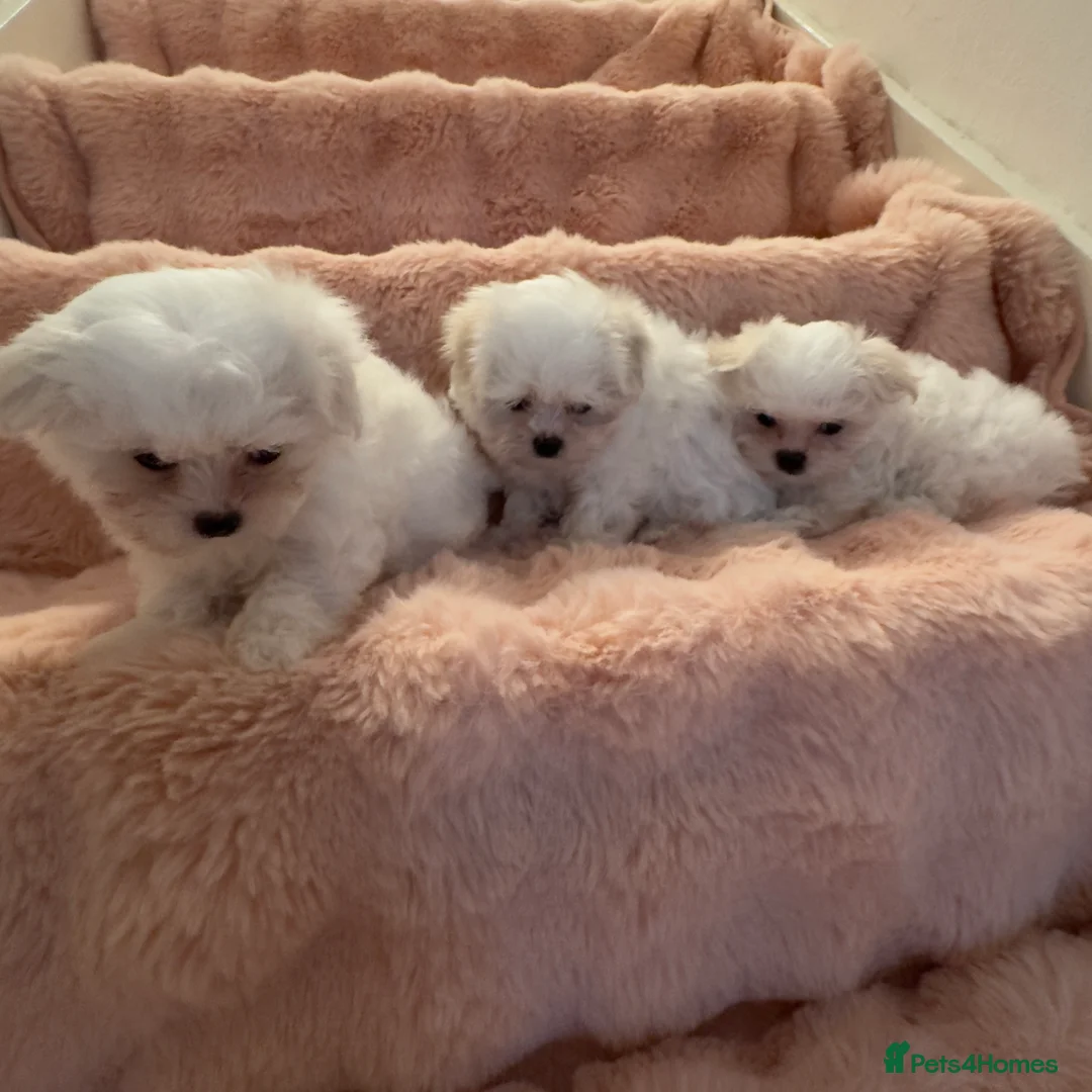Maltese dogs for sale: Korean Maltese puppy’s available  - Advert 29