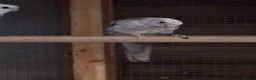 Mixed Breed birds for sale: Parakeets  in Chelmsford - Advert 10