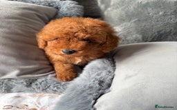 Toy Poodle dogs for sale: Deep Red Toy Poodles - Image 7