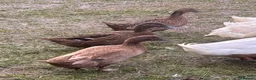 Mixed Breed poultry for sale: Large mixed breed ducklings  - Advert 3