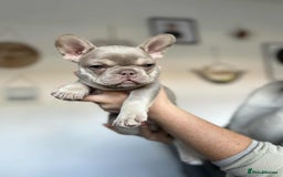 French Bulldog dogs for sale: Frenchbulldog puppies for sale - Image 7