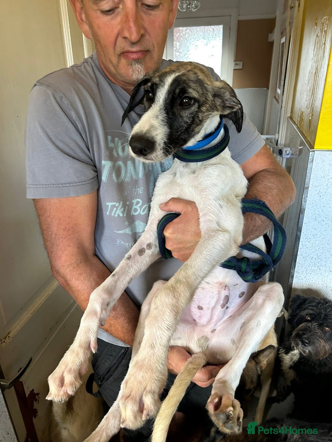 Mixed Breed dogs for adoption: Donut - Norwich Norfolk  - Image 2