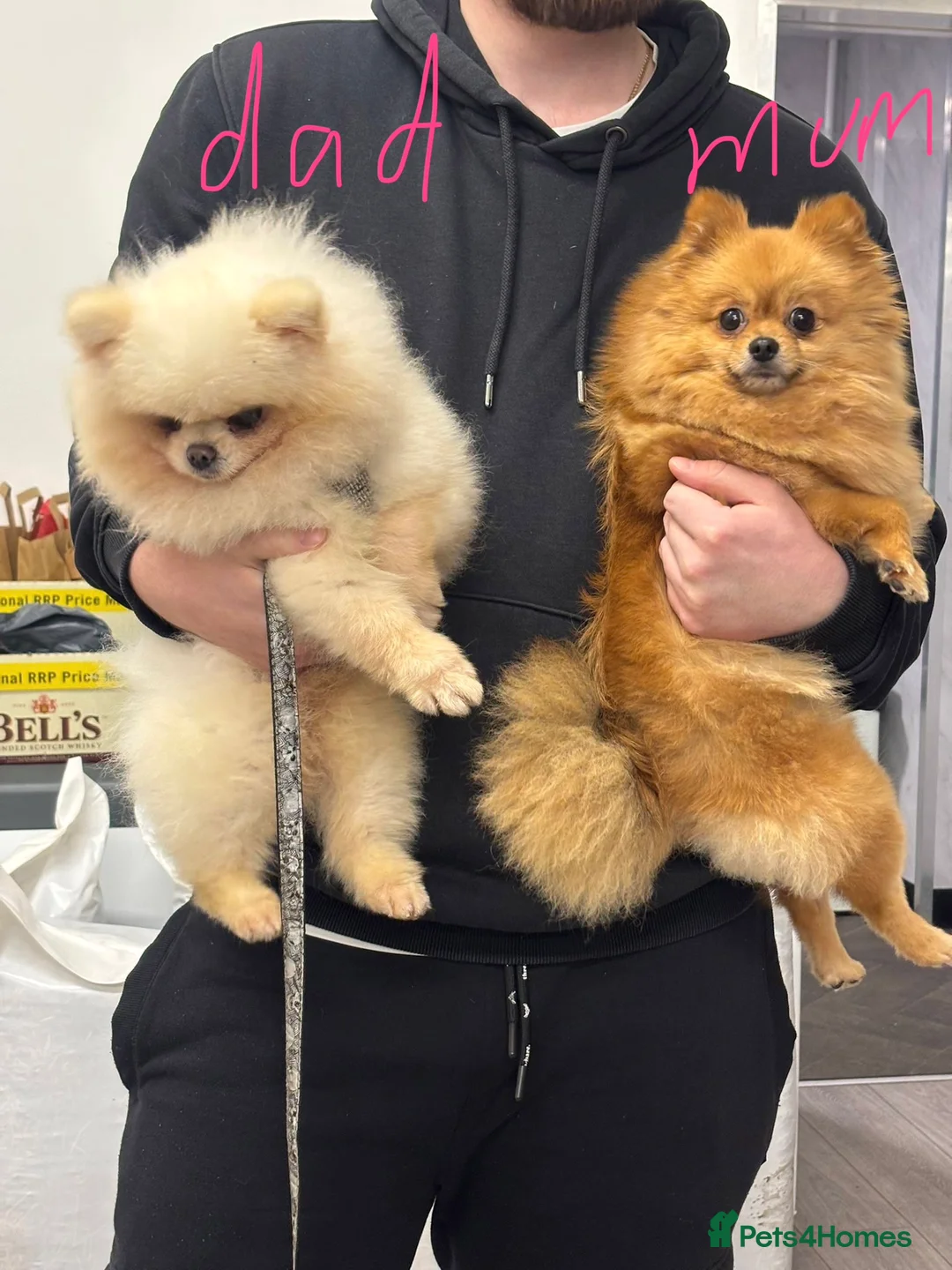 Pomeranian dogs for sale: Pure-Breed Mini Pomeranians  - Advert 15