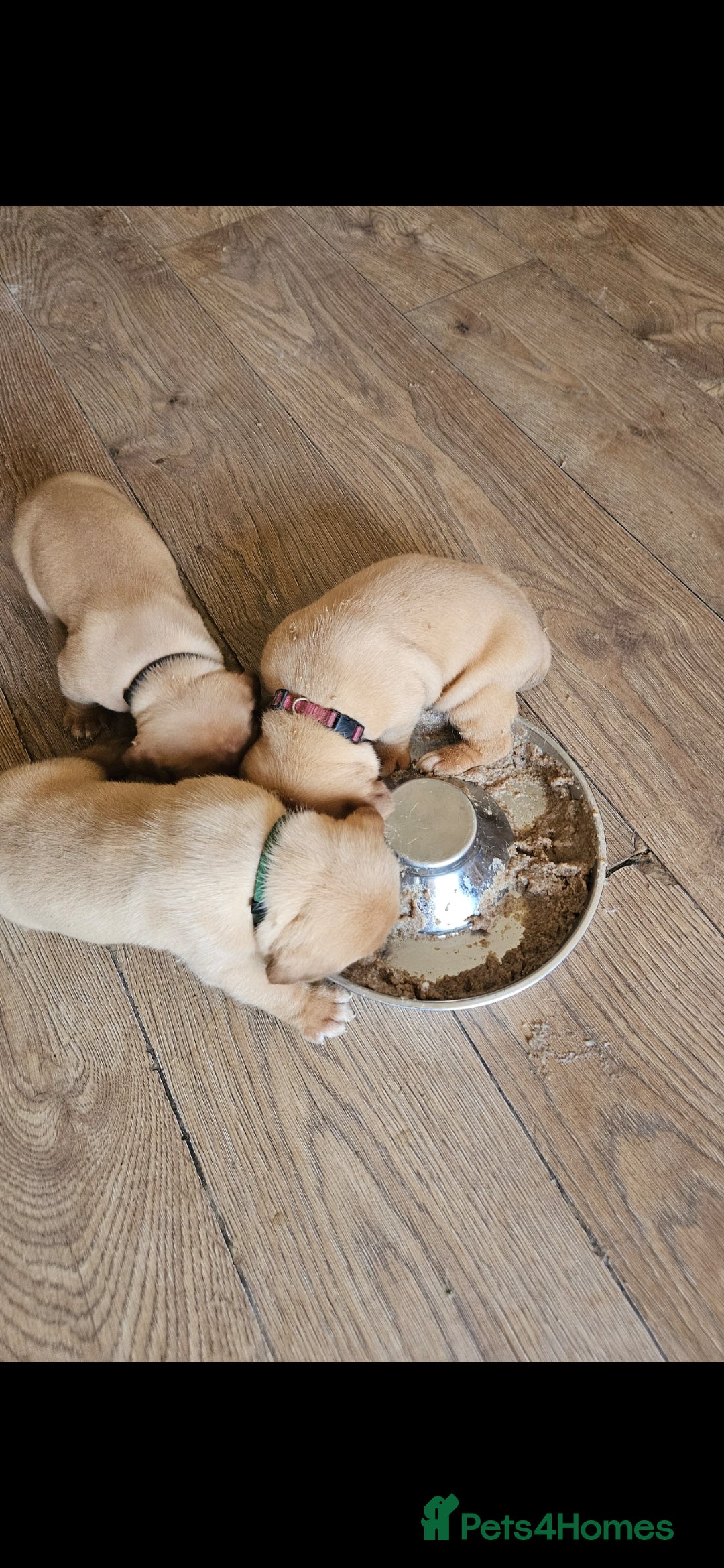 Dogue De Bordeaux dogs for sale: Dogue de bordeaux puppiesgor sale - Image 10