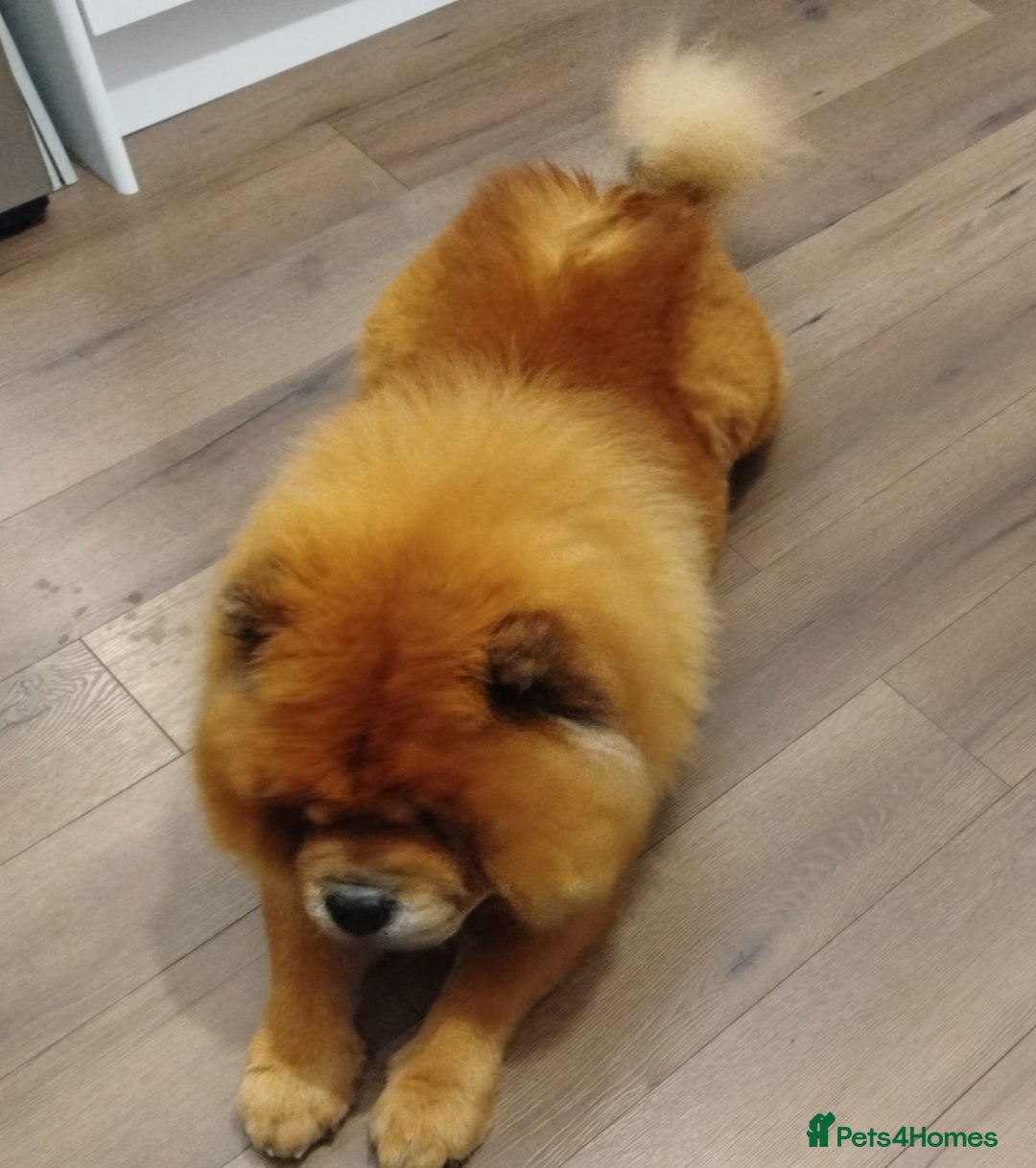 Chow Chow dogs for sale: Tyson - Advert 4