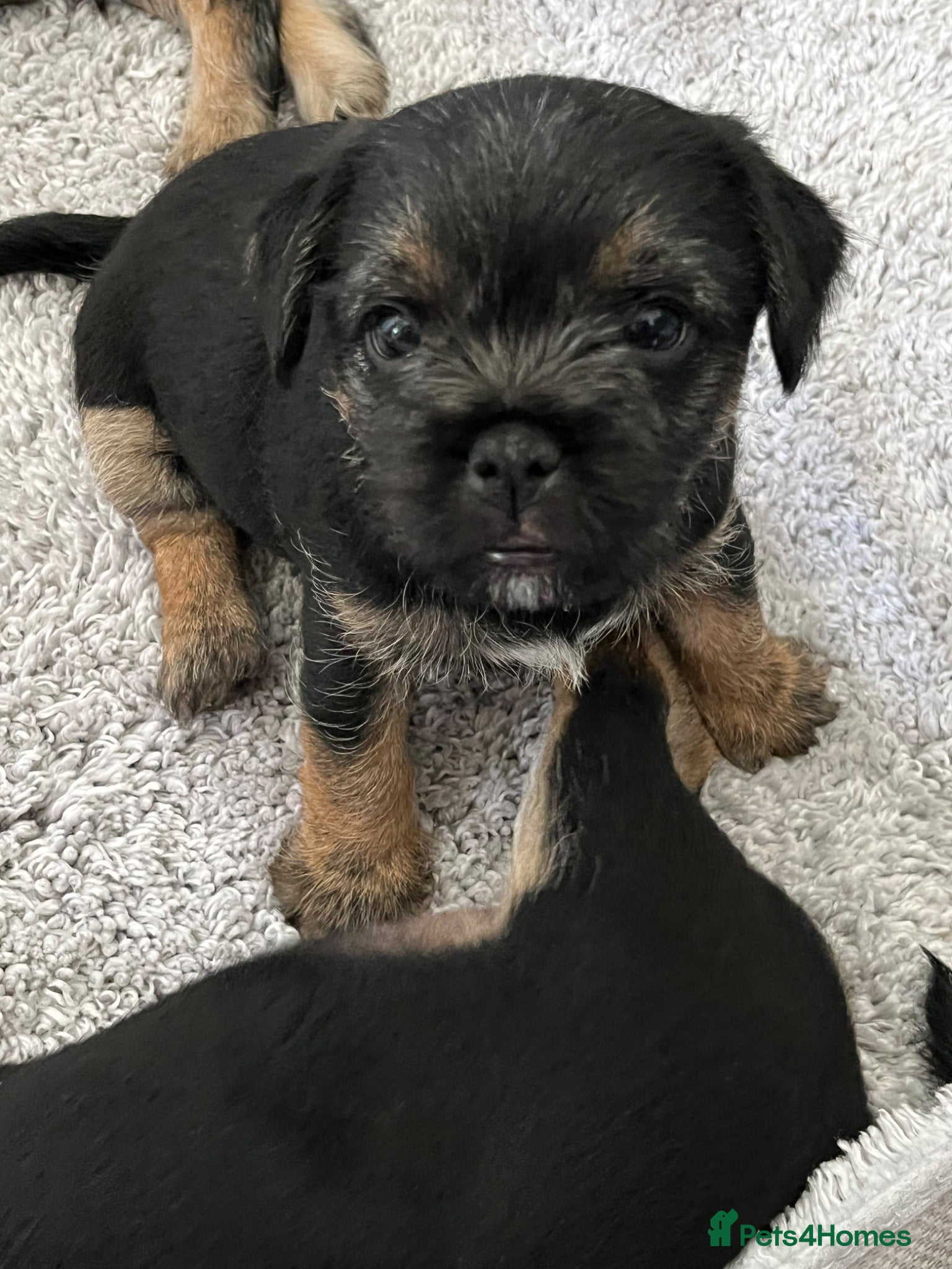 Mixed Breed dogs Border Terrier x Patterdale Puppies  - Advert 2