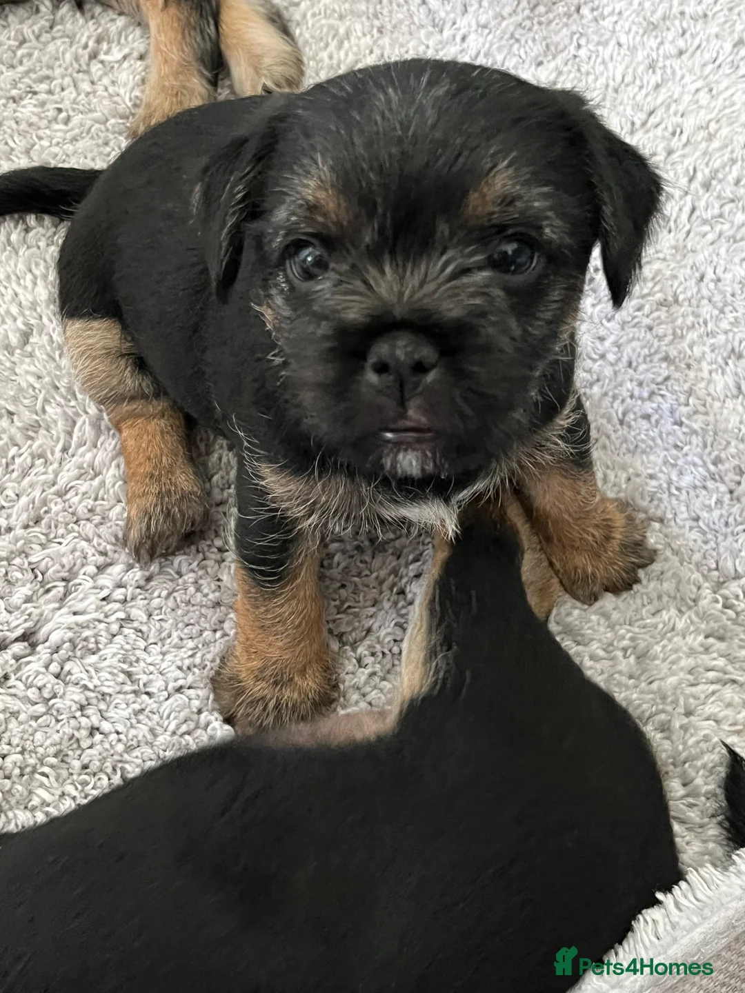 Mixed Breed dogs for sale: Border Terrier x Patterdale Puppies  - Advert 2