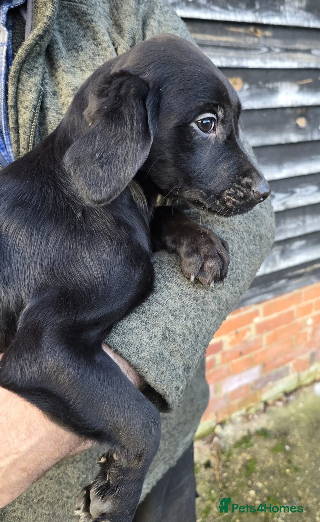 Springador dogs for sale: Adorable springerdor puppies - Advert 3