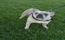 French Bulldog dogs for sale: Pablo - Advert 14