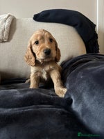 Cocker Spaniel dogs The Perfect Mix Cocker Pups Working x Show 3 Boys - Advert 11