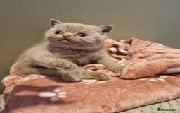 British Shorthair cats for sale: Blue and lilac British shorthair kittens  - Image 6