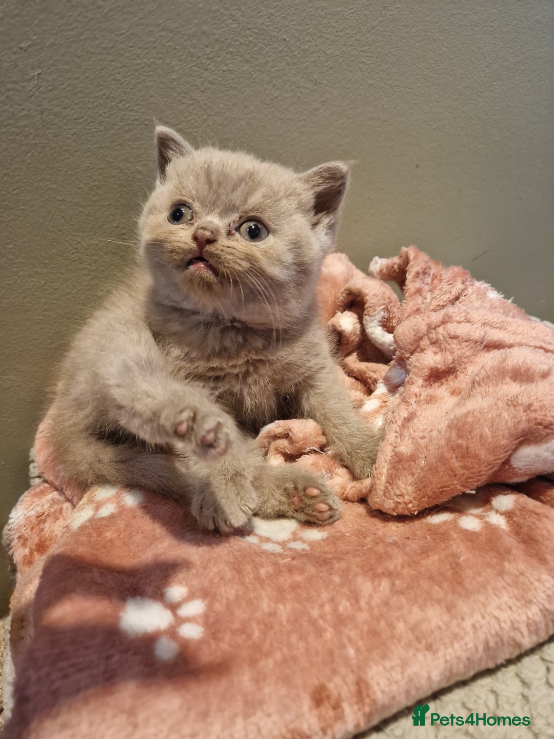 British Shorthair cats for sale: Blue and lilac British shorthair kittens  - Image 6