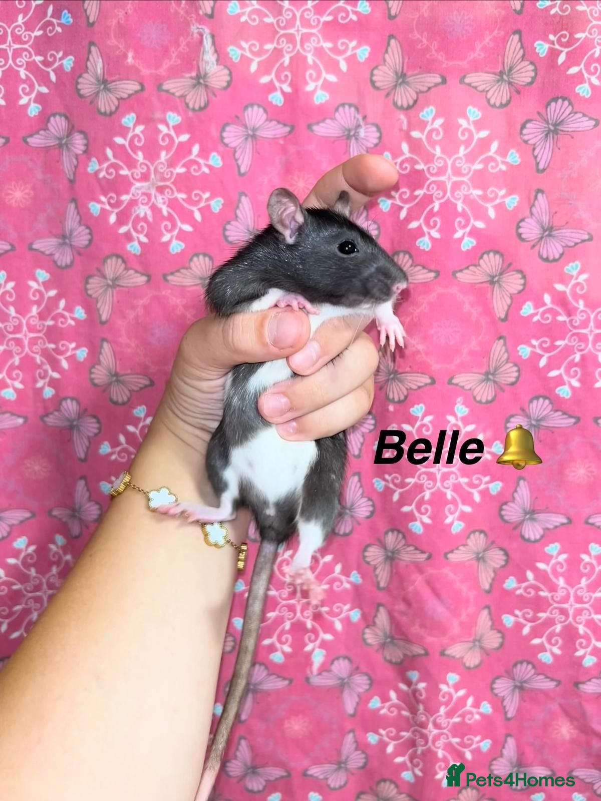 Rat rodents Beautiful baby rats  - Advert 2