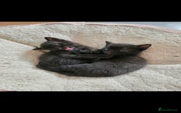 Mixed Breed cats for sale: Beautiful kittens for sale - Image 5