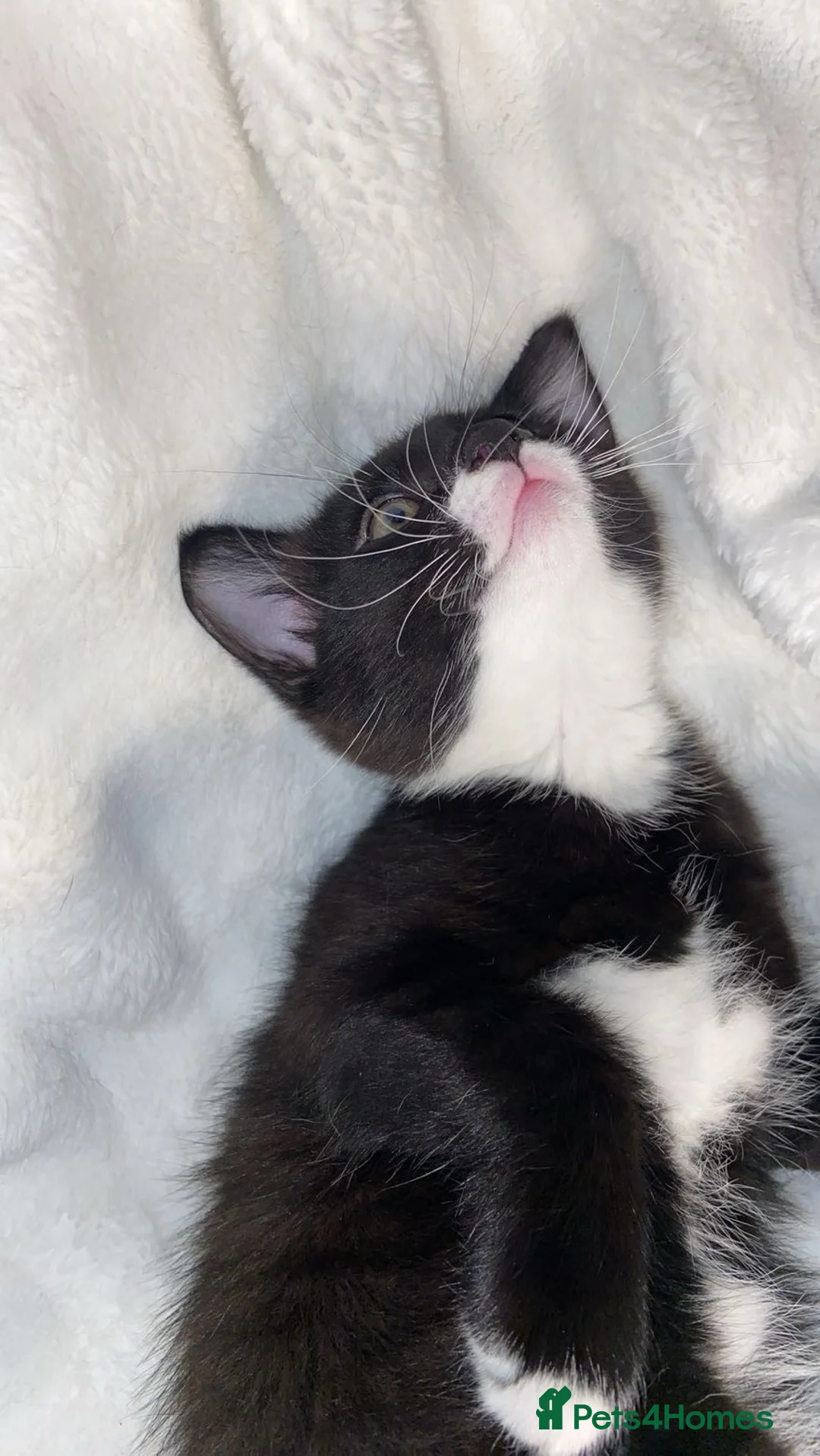 Mixed Breed cats for sale: Adorable Male Kitten Awaiting His Forever Home🏡 - Advert 4