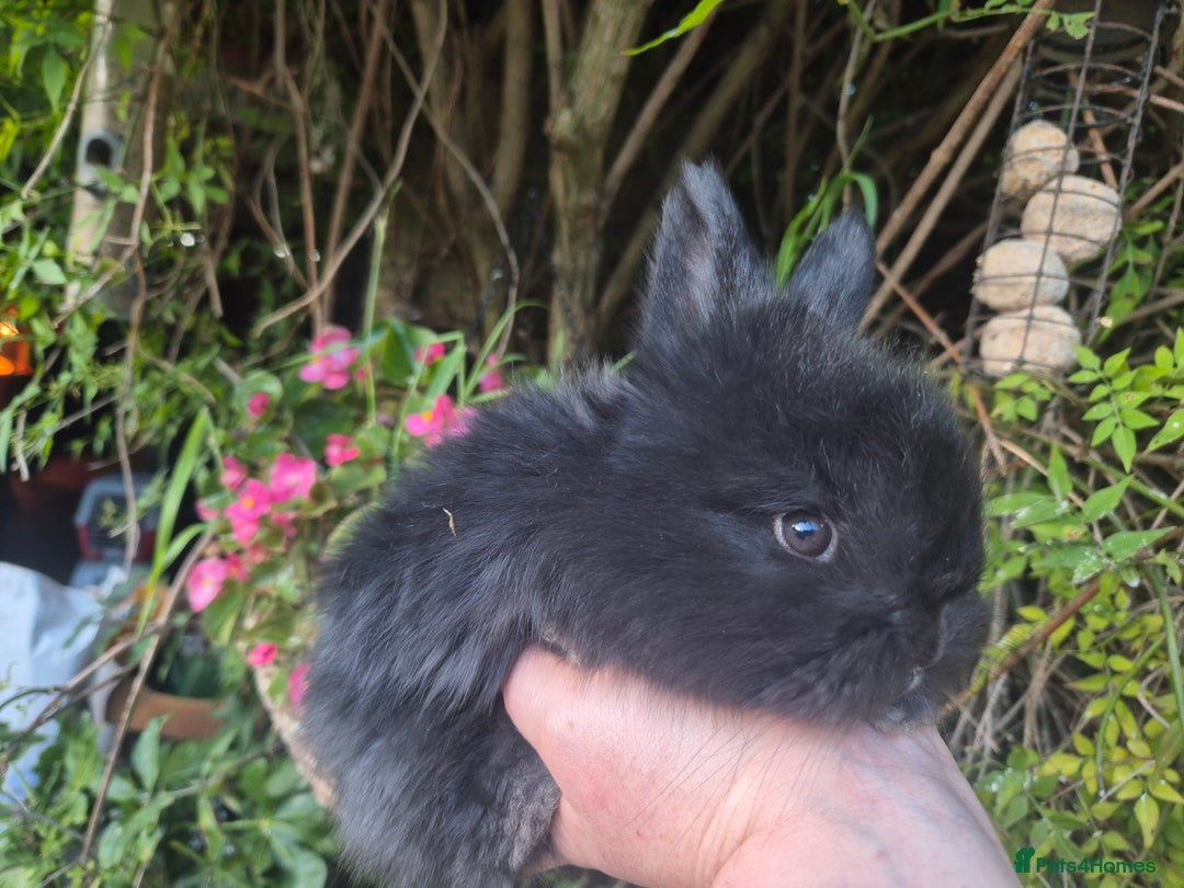 Angora rabbits for sale: The cutest black beauties 🖤 - Image 23