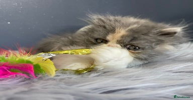 Exotic cats 🏆🔥CHAMPION LINES GCCF EXOTIC KITTENS READY DEC  - Advert 8