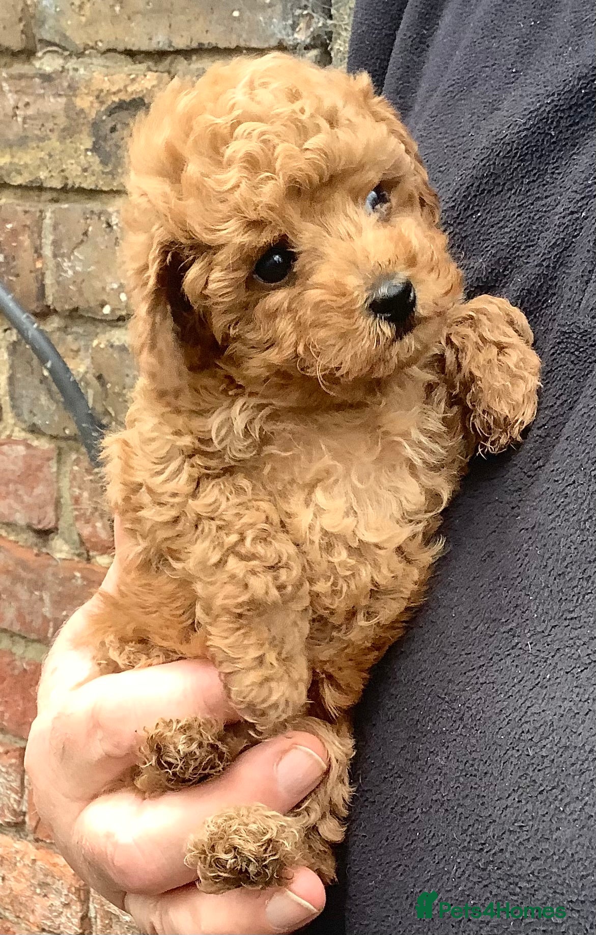 Toy Poodle dogs Tiny poodle puppy from Asian Lines Ready Now - Advert 6