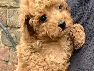 Toy Poodle dogs Tiny poodle puppy from Asian Lines Ready Now - Advert 6