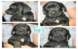 Cane Corso dogs for sale: 2 blue & 2 black cane corso girls! Can leave now🐾 - Image 4